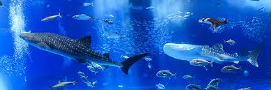 Chemical aquarium filtration