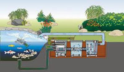 Why need filtration in your aquarium